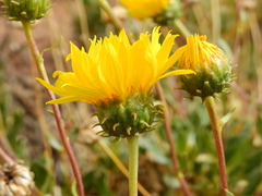 Grindelia chiloensis