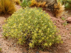Azorella prolifera