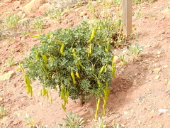 Senna arnottiana