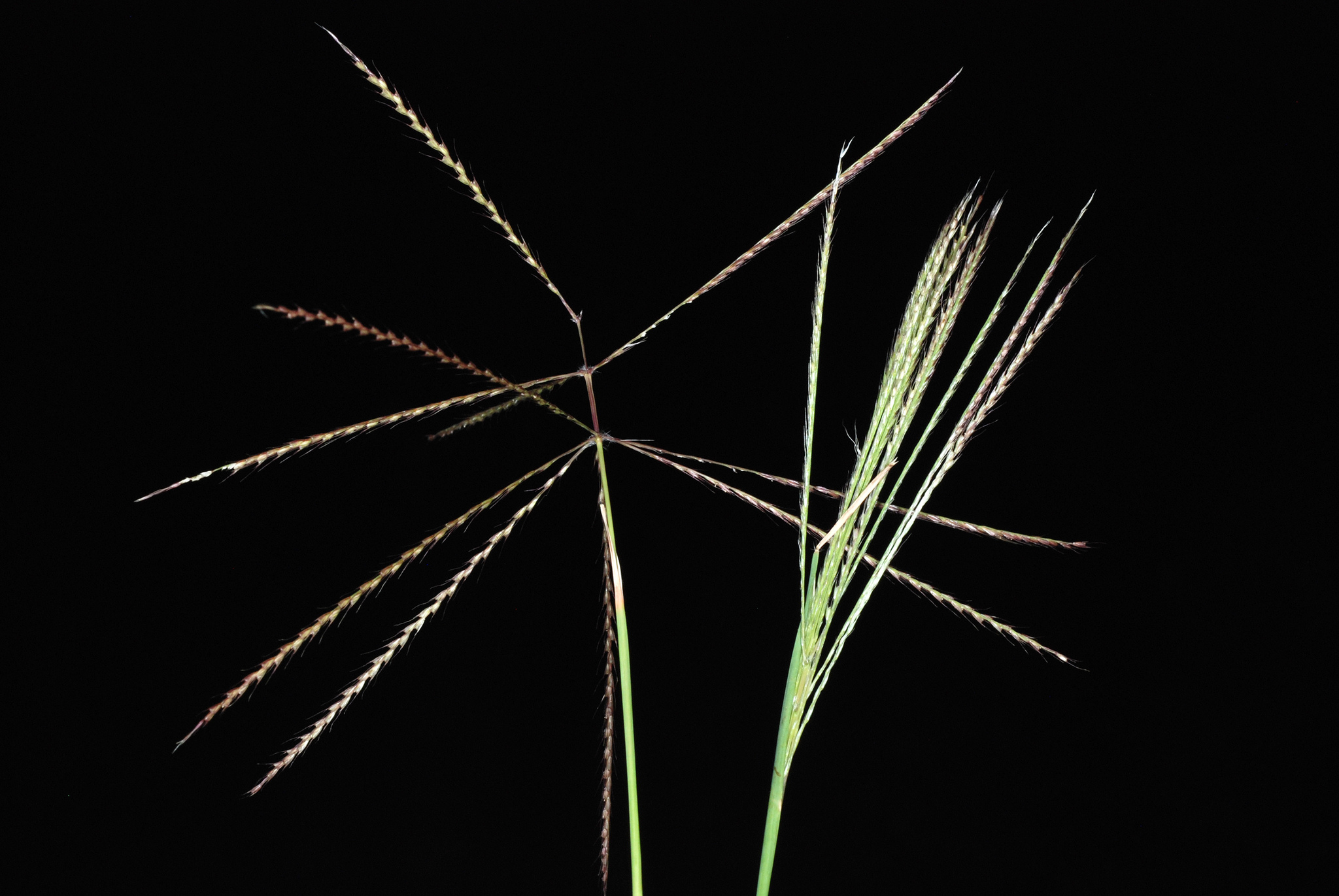 Chloris verticillata