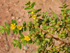 Larrea nitida
