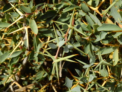 Berberis grevilleana