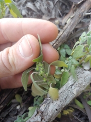 Parietaria pensylvanica