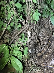 Rieppeleon kerstenii