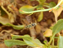 Austroscaeva occidentalis