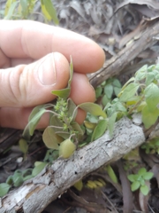 Parietaria pensylvanica