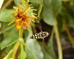 Austroscaeva occidentalis