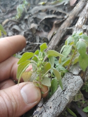 Parietaria pensylvanica