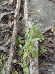 Parietaria pensylvanica