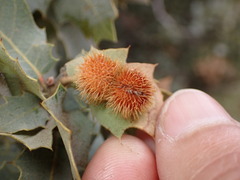 Cynips acraspiformis