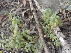 Parietaria pensylvanica