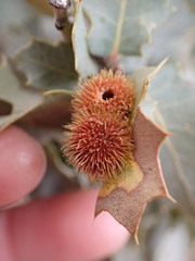 Cynips acraspiformis