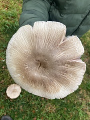 Agaricus xanthodermus