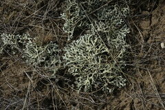 Xanthoparmelia camtschadalis