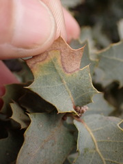 Cynips acraspiformis