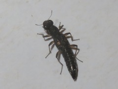 Stenus bimaculatus