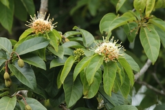 Reevesia pubescens