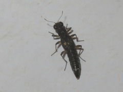 Stenus bimaculatus