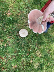 Agaricus xanthodermus