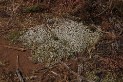 Helichrysum caespititium