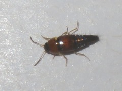 Tachyporus solutus