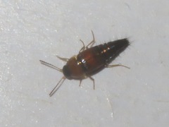 Tachyporus solutus