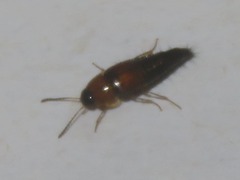 Tachyporus solutus