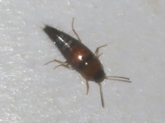 Tachyporus solutus