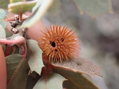 Cynips acraspiformis