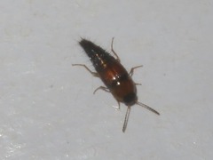 Tachyporus solutus