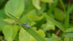 Physomerus grossipes