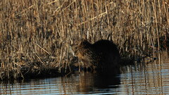 Myocastor coypus