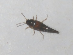 Tachyporus hypnorum