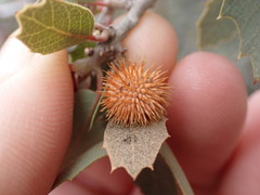 Cynips acraspiformis