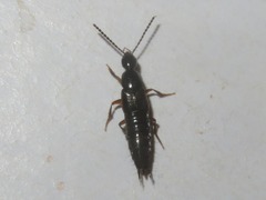 Staphylininae