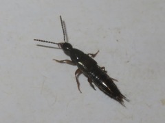 Staphylininae