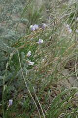 Astragalus tenuifolius