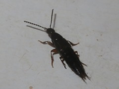Staphylininae