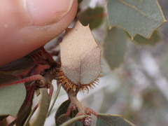 Cynips acraspiformis