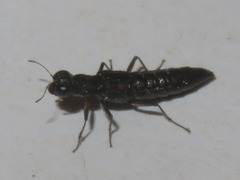 Stenus bimaculatus