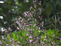 Lonchocarpus