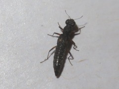 Stenus bimaculatus