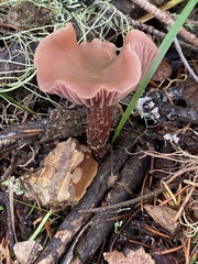 Laccaria amethysteo-occidentalis