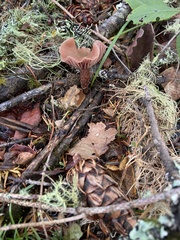 Laccaria amethysteo-occidentalis