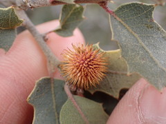 Cynips acraspiformis