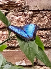 Morpho helenor