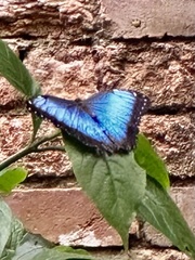 Morpho helenor image