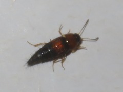 Tachyporus solutus