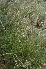 Astragalus tenuifolius
