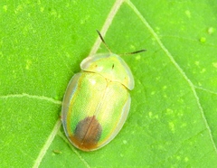 Ischyrosonychini